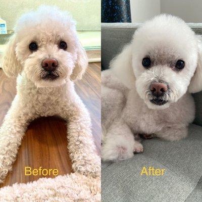 Boo's before and after photos