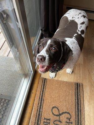 My English Springer Spaniel was very happy with his new haircut! They do good work!