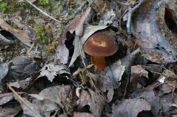 Nice brown mushroom.