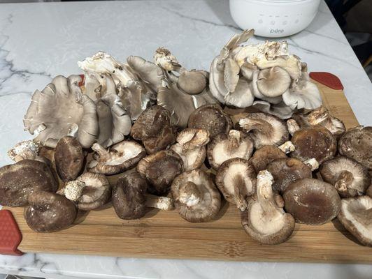 the mushroom selection i returned home with! 1 lb of shiitake mushrooms and 1 lb of oyster mushrooms! super fresh and delicious