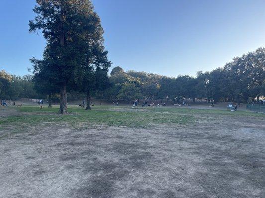 Lively and lovely November eve at the dog park