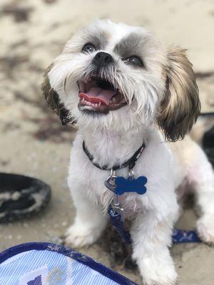 Shih tzu puppy