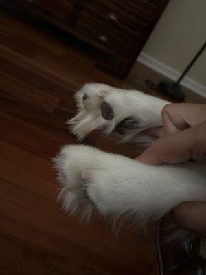 paw trim?