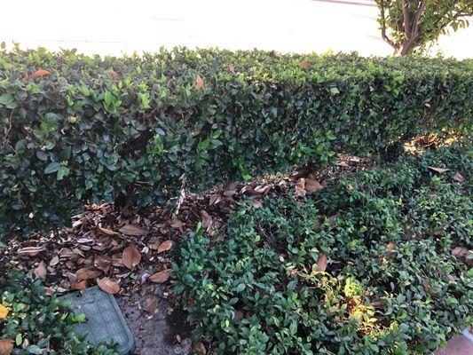 The blow-and-go results in the planters staying full of leaves.