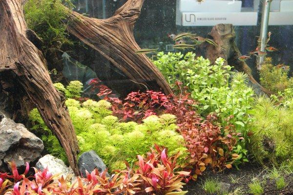 new aquatic plants weekly!