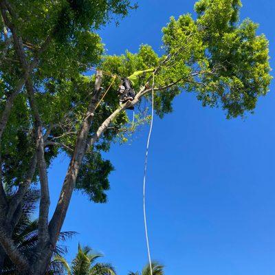 Tree Service in Miami Dade and Broward County