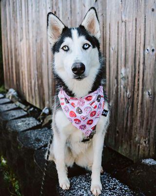 Valentine's coffee and donut bandana