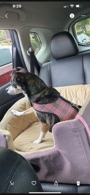 The car seat with my late Sadie in it - it was bought for her and she used it for few years and loved it !