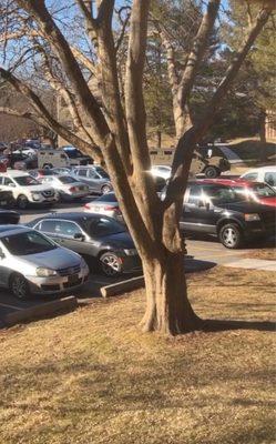 Swat trucks looking for a tenant. There was a line of them.