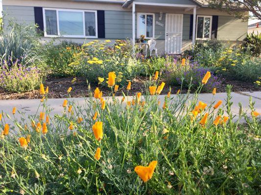 Full yard with California poppies and buckwheat in the parkway.