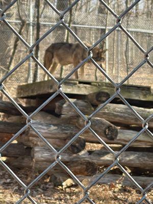 Red wolves