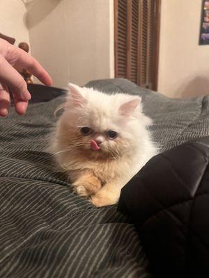 Snowball my Persian kitty