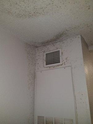 Mold Assessments