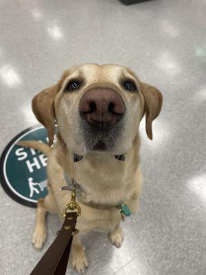 Finn while practicing some obedience around the store while looking for some items