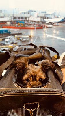 Our dog ready for his plane ride.