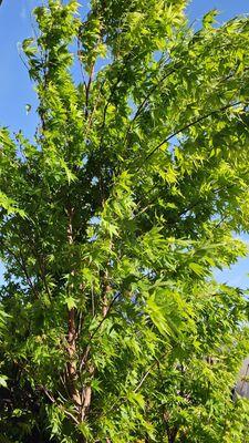 Japanese maple