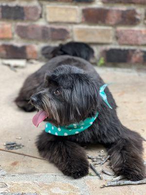 Puppy Hair Updo