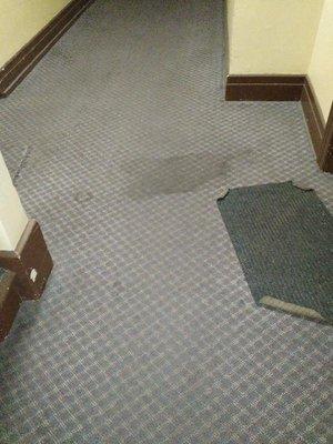 It's been almost 1 1/2 year that this wall carpet has never been cleaned. But this management still collect your rent money on time.