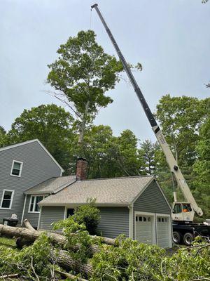 Amazon Tree Services