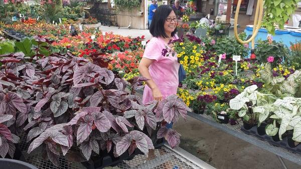 30 Aug2014 - Briar Rose Greenhouse is outstanding.. Risie loving the plants.