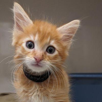 Nine Lives provides low-cost services for kittens and cats