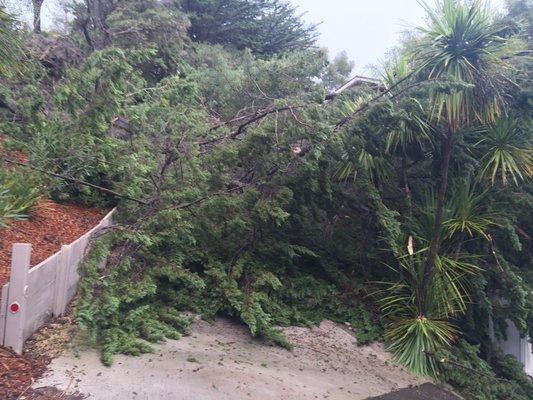 Let us help you with your fallen trees.