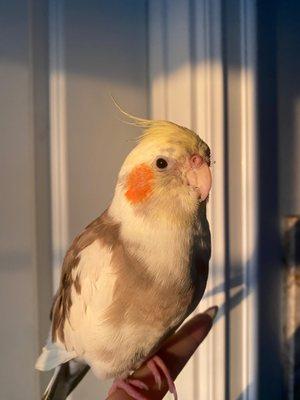 My cockatiel Cairo, healthy till this day!