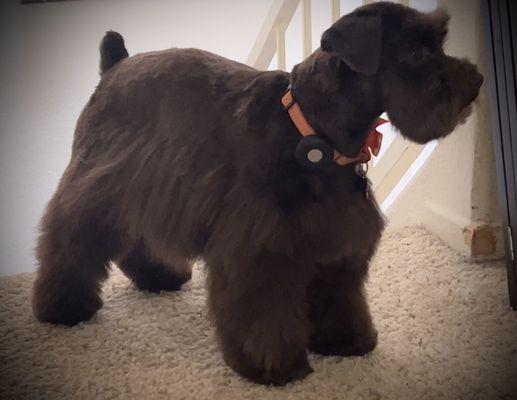 Schnauzer cut.. ready for summer! Thank you Bri!