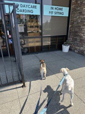 Astro and Toby going in for daycare