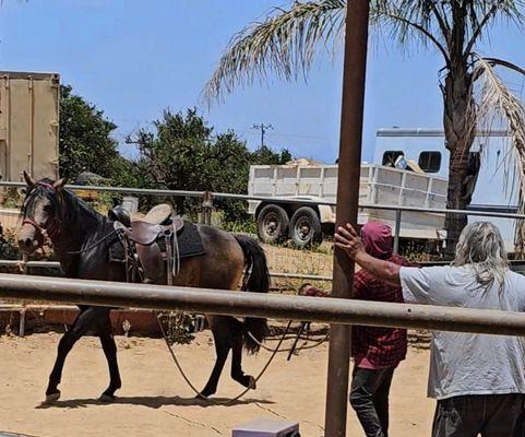 3 year old colt being readied for his first ride