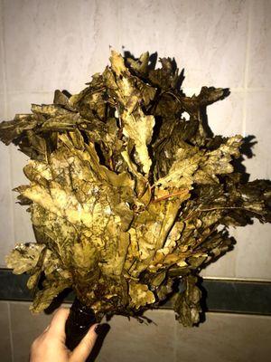 "Banya" Oak and birch leaves smacking for increasing circulation. A traditional Turkish & Russian spa treatment