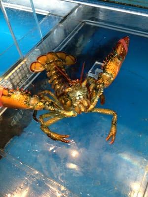 2lb lobster