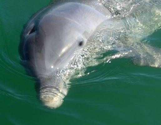 Dolphin off Peruvian Coast