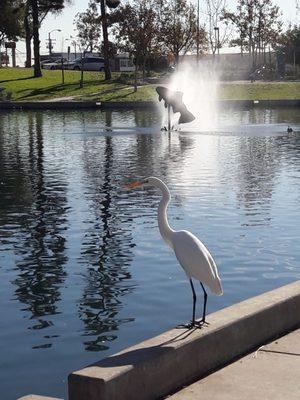 White egret