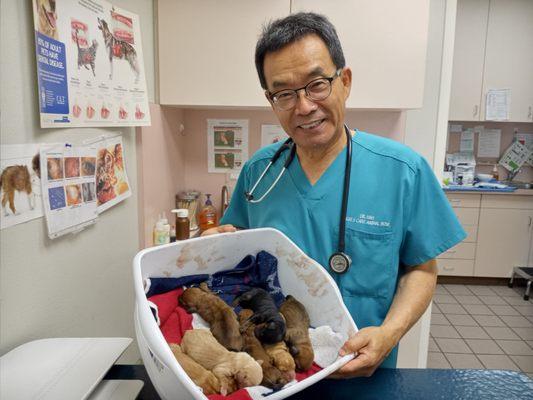 Dr. Hah looking very happy showing off the seven healthy puppies!