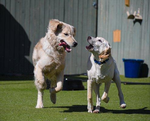 Dog Daycare