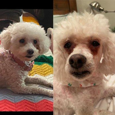 Picture to the left: my dog was groomed by Melissa and the picture to the right was the horrible grooming skills of the owner.