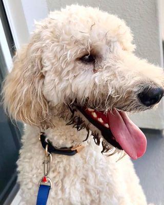 Before-- caked in mud after a fun (but messy) game of fetch at the dog park.