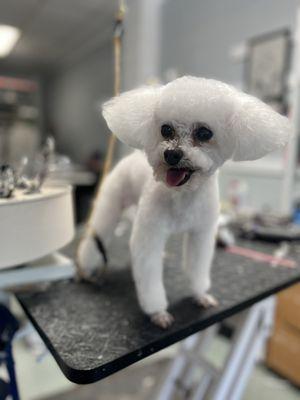 #toypoodle