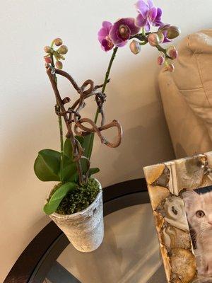 $45 orchids