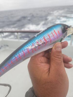 Dtx minnow got nailed by a wahoo.