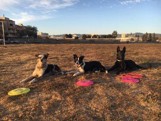 Trainer's personal dogs Emma, Jazzy J, and Ada