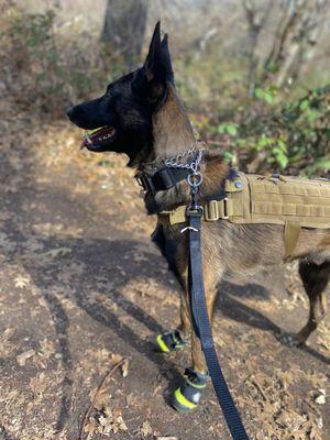 Mr max on trail