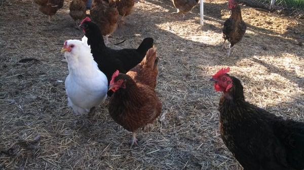 chickens from Camarillo feed store!