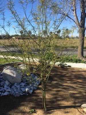 Palo Verde tree