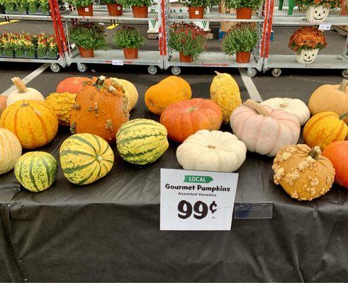 A variety of pumpkins!