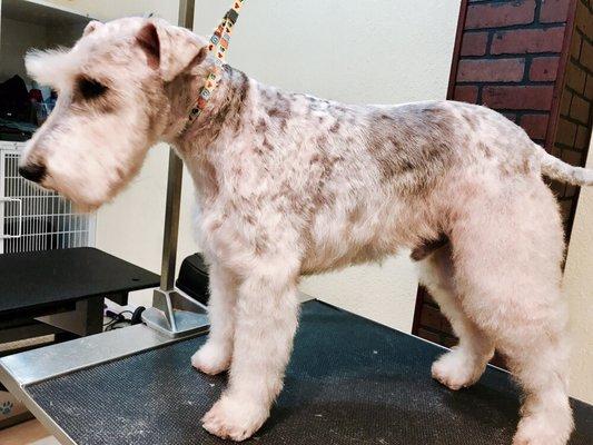 Terrier breed trim