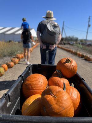 Pronzini Pumpkin Patch