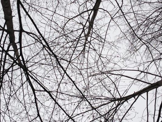 Gazing up at the leafless trees.