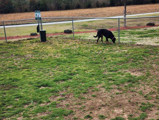 This Love's travel stop has its own small dog park. Made Ali very happy.